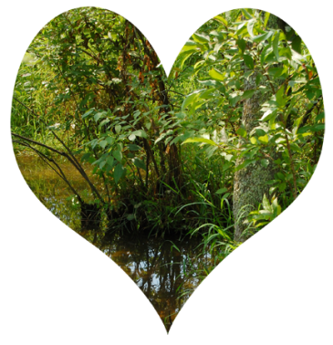 image: green heart of the swamp forest